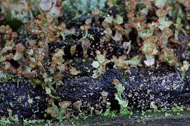 Attēlu rezultāti vaicājumam “Cladonia ramulosa”