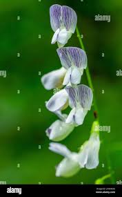 Attēlu rezultāti vaicājumam “Vicia sylvatica flower”