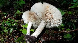 Image result for Melanoleuca rasilis var. pseudoluscina