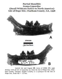 Attēlu rezultāti vaicājumam “Reticularia sp.”