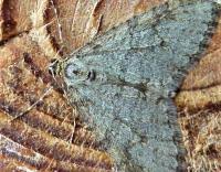 Attēlu rezultāti vaicājumam “Trichopteryx carpinata”