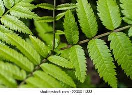 Attēlu rezultāti vaicājumam “Sorbus aucuparia leaf”