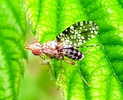 Attēlu rezultāti vaicājumam “Trypetoptera punctulata”