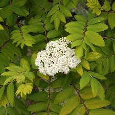 Attēlu rezultāti vaicājumam “Sorbus aucuparia leaf”