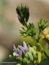 Attēlu rezultāti vaicājumam “Medicago x varia  flower”