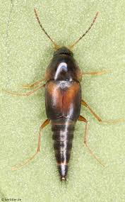 Attēlu rezultāti vaicājumam “Sepedophilus sp.”