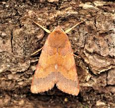 Attēlu rezultāti vaicājumam “Agrochola helvola”