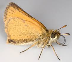 Attēlu rezultāti vaicājumam “Thymelicus lineola underside”