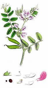 Attēlu rezultāti vaicājumam “Vicia sepium fruit”