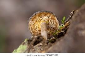 Attēlu rezultāti vaicājumam “Polyporus brumalis”