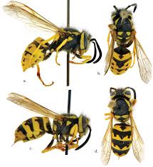 Attēlu rezultāti vaicājumam “Vespula germanica male”