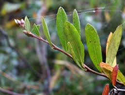 Attēlu rezultāti vaicājumam “Chamaedaphne calyculata flower”
