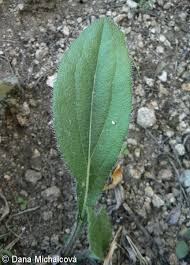 Attēlu rezultāti vaicājumam “Rudbeckia hirta var. hirta leaf”