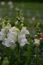 Attēlu rezultāti vaicājumam “Antirrhinum majus leaf”