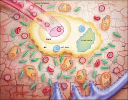 Attēlu rezultāti vaicājumam “Cribraria purpurea plasmodium”