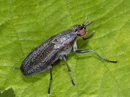 Attēlu rezultāti vaicājumam “Coremacera marginata”