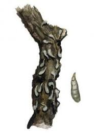 Attēlu rezultāti vaicājumam “Lepidosaphes ulmi”