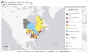 Image result for Adlumia cirrhosa