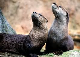 Image result for Otters Old Time Dance Club