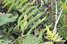 Attēlu rezultāti vaicājumam “Thelypteris palustris”