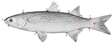 Image result for Liza ramada