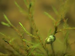 Attēlu rezultāti vaicājumam “Platyhypnidium riparioides”