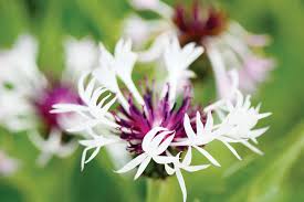 Attēlu rezultāti vaicājumam “Centaurea”