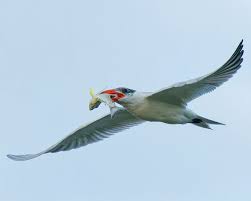 Attēlu rezultāti vaicājumam “Hydroprogne caspia”