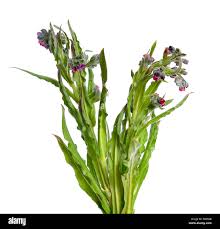 Attēlu rezultāti vaicājumam “Cynoglossum officinale”