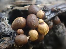 Attēlu rezultāti vaicājumam “Hemitrichia lutescens sessile”