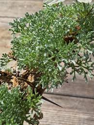 Attēlu rezultāti vaicājumam “Trichia contorta young”