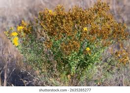 Attēlu rezultāti vaicājumam “Hypericum perforatum fruit”