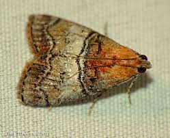 Attēlu rezultāti vaicājumam “Pyralididae”