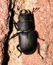 Attēlu rezultāti vaicājumam “Dorcus parallelopipedus”