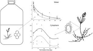 Attēlu rezultāti vaicājumam “Chara rudis”