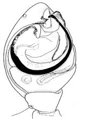 Attēlu rezultāti vaicājumam “Paidiscura pallens eggs”