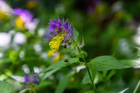 Attēlu rezultāti vaicājumam “Melampyrum nemorosum flower”
