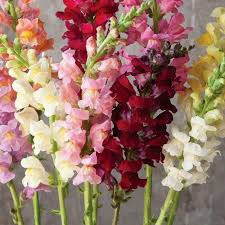 Image result for Antirrhinum majus maximum