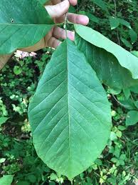 Attēlu rezultāti vaicājumam “Magnolia acuminata leaf”