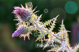 Image result for Ptilostemon afer