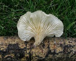 Attēlu rezultāti vaicājumam “Lentinus suavissimus”