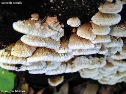 Attēlu rezultāti vaicājumam “Antrodia serialis”