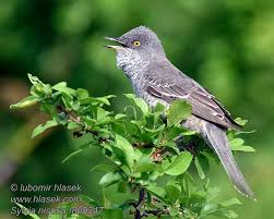 Attēlu rezultāti vaicājumam “Sylvia nisoria”