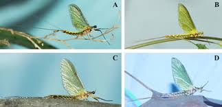 Attēlu rezultāti vaicājumam “Ephemeroptera”