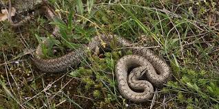 Attēlu rezultāti vaicājumam “Coronella austriaca adult”