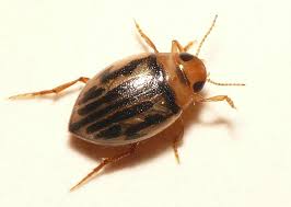 Attēlu rezultāti vaicājumam “Acilius sulcatus female”