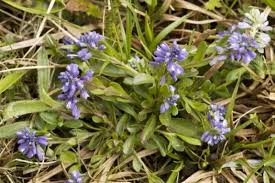 Attēlu rezultāti vaicājumam “Polygala amarella”