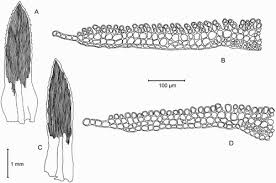 Attēlu rezultāti vaicājumam “Pogonatum dentatum macro”