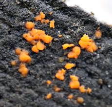 Attēlu rezultāti vaicājumam “Dacrymyces stillatus”