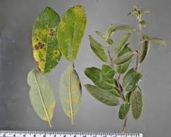 Attēlu rezultāti vaicājumam “Melampsora epitea”